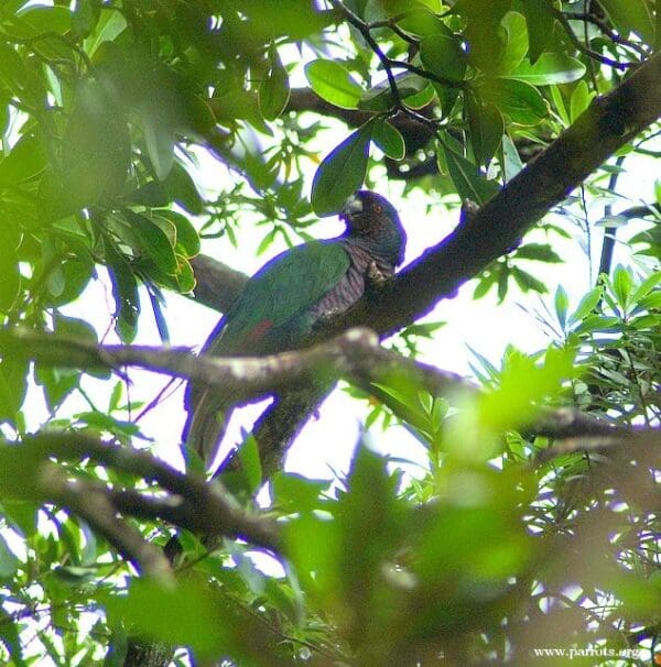 A wild Imperial Amazon perches in a tree