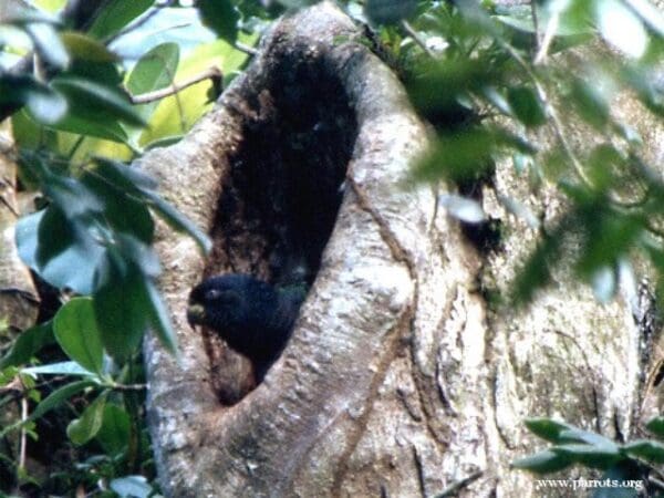 A wild Imperial Amazon fledgling peeks out of a nest cavity