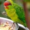 An Iris Lorikeet feeds at San Diego Zoo, USA