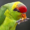 An Iris Lorikeet feeds at San Diego Zoo, USA