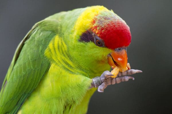 An Iris Lorikeet feeds at San Diego Zoo, USA