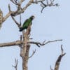 A wild Jardine's Parrot perches high in a tree