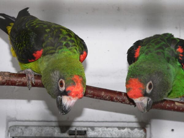 Companion Jardine's Parrots perch on a branch