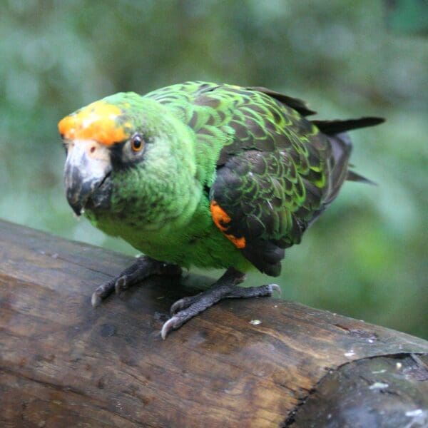 A Jardine's Parrot perches on a log