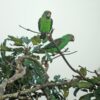 Wild Jardine's Parrots perch atop a tree