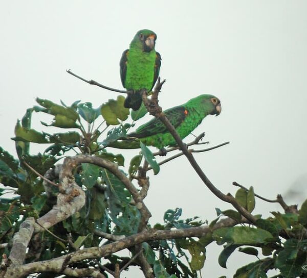 Wild Jardine's Parrots perch atop a tree