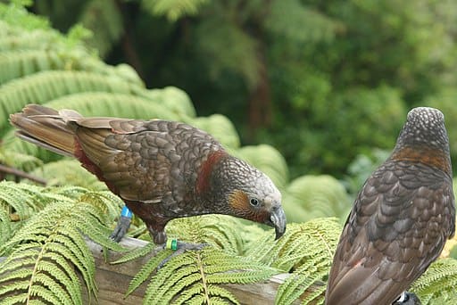 Kākā Conservation