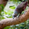 A wild Kākā perches on a branch