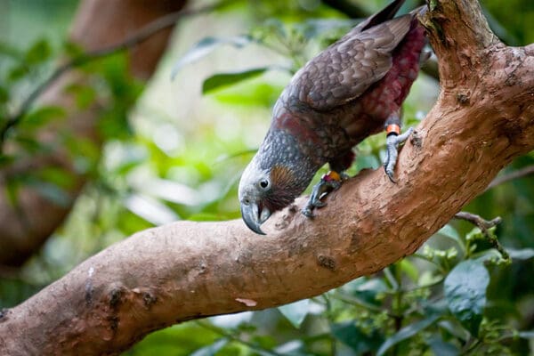 A wild Kākā perches on a branch