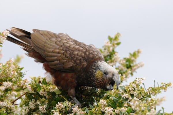 A wild Kākā forages in a bush