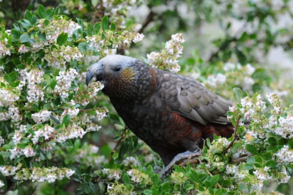 A wild Kākā forages for food