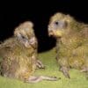 Kākāpō chicks Dit and Dot wait to be fed