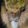 A closeup profile of a Kākāpō