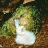 A wild Kākāpō feeds her chick in a nest burrow