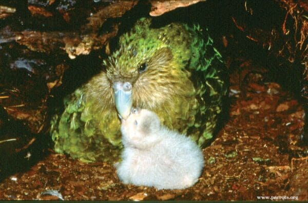 A wild Kākāpō feeds her chick in a nest burrow