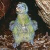 A wild Kākāpō chick is seen in a nest burrow