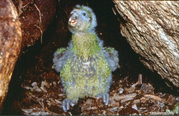 A wild Kākāpō chick is seen in a nest burrow