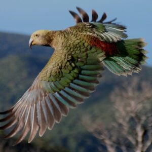 A wild Kea takes wing