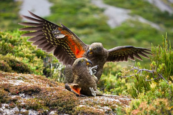 Kea Conservation