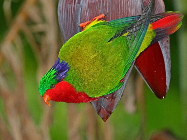 Kuhl’s Lorikeet Conservation and Research