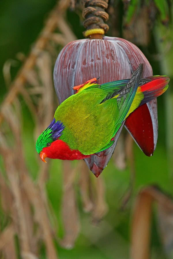 A wild Kuhl's Lorikeet clings to a blossom