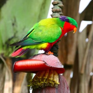 A wild Kuhl's Lorikeet perches on a banana stem