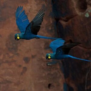 Wild Lear's Macaws seen in flight