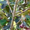 A wild Lilac-tailed Parrotlets feed on fruits