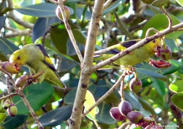 A wild Lilac-tailed Parrotlets feed on fruits