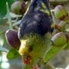 A wild Lilac-tailed Parrotlet feeds on fruits