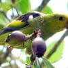 A wild Lilac-tailed Parrotlet feeds on fruits