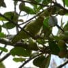 A wild Lilac-tailed Parrotlet forages in a leafy tree