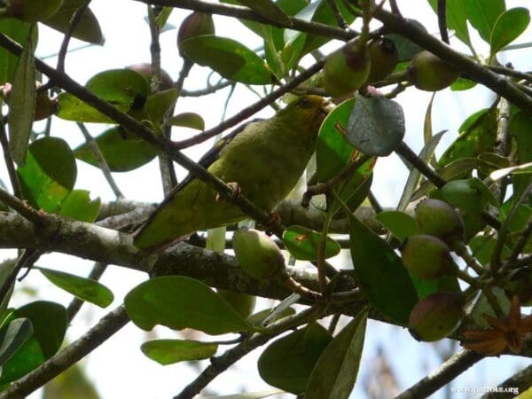 A wild Lilac-tailed Parrotlet forages in a leafy tree