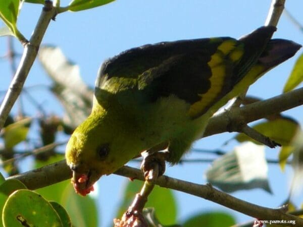 A wild Lilac-tailed Parrotlet feeds on fruits