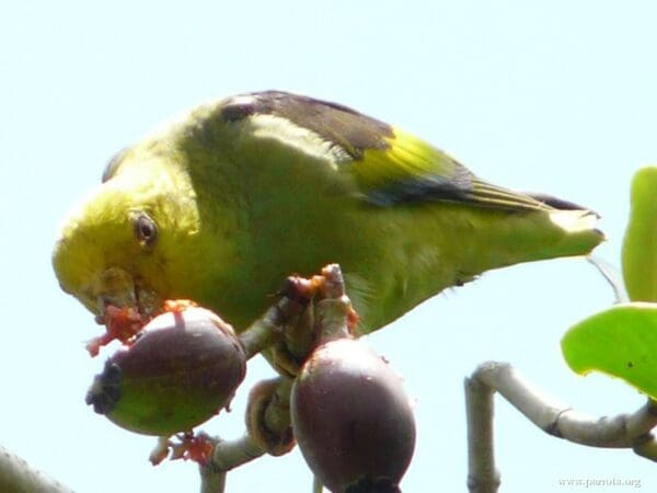 A wild Lilac-tailed Parrotlet feeds on fruits