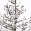 A large flock of wild Little Corellas perch in a tree, Christmas-style