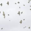 A flock of wild Little Corellas soars in the sky