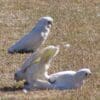 A trio of wild Little Corellas play fights in a field