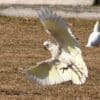 A wild Little Corella comes in for a landing