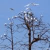 A flock of wild Little Corellas agitated by a raptor in the lower branches