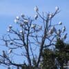 A flock of wild Little Corellas perches in a tree