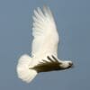 A wild Little Corella soars in the sky