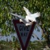 Wild Little Corellas land on a traffic sign