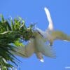 Wild Little Corellas play fight and display