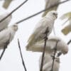 Wild Little Corellas perch in a tree