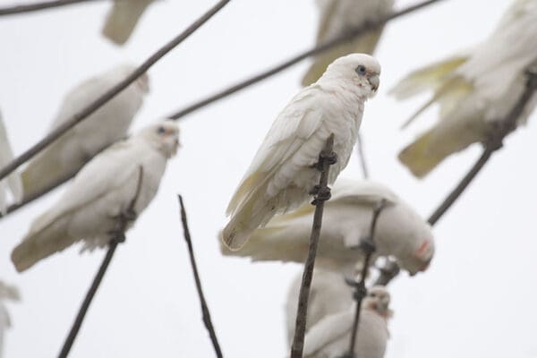 Wild Little Corellas perch in a tree