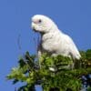 A wild Little Corella perches in a tree