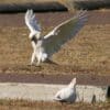 A wild Little Corella comes in for a landing