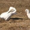 Wild Little Corellas play in a field