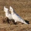 Wild Little Corellas show interest in something